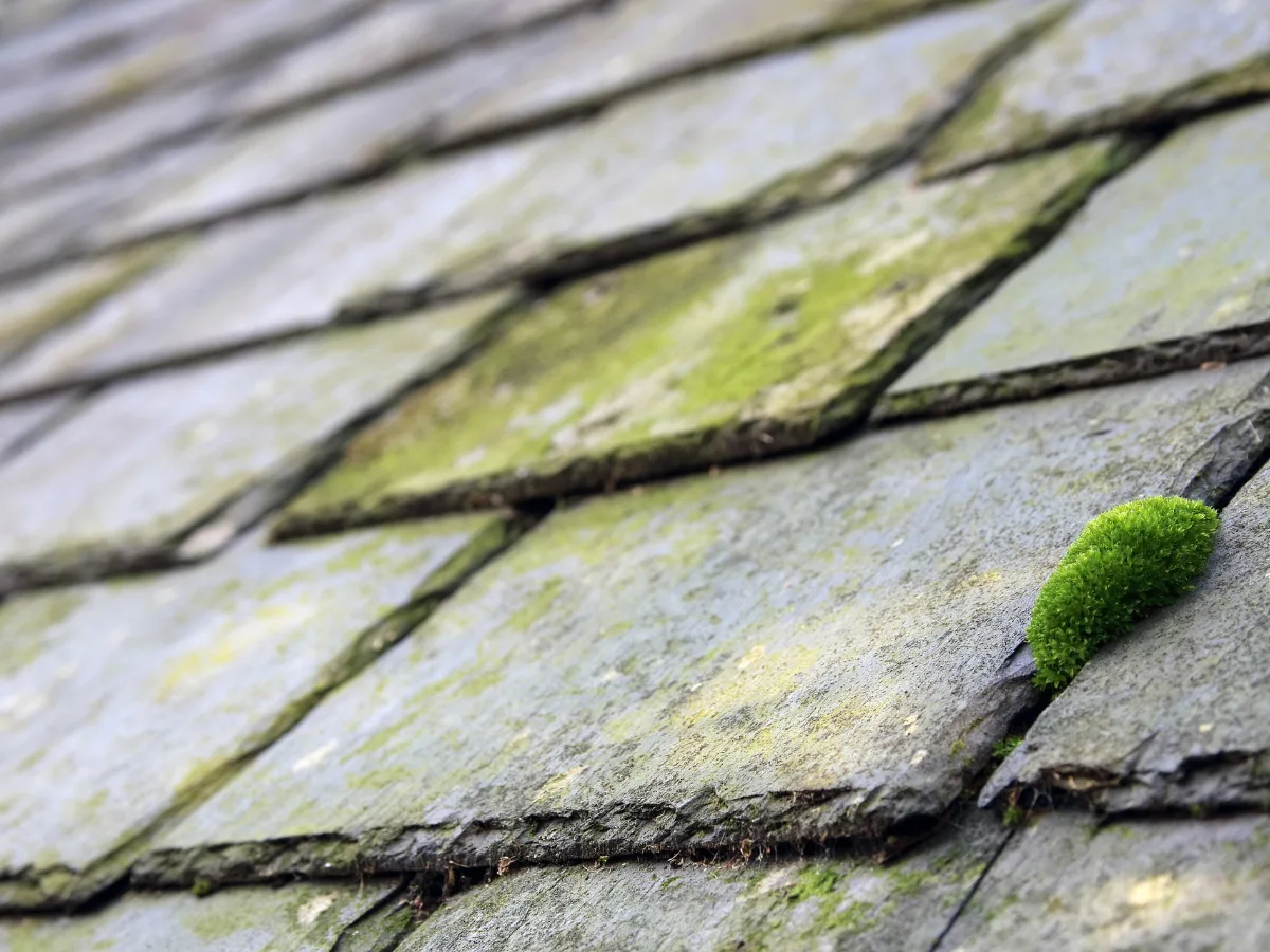 Moss growing between the slates of a roof